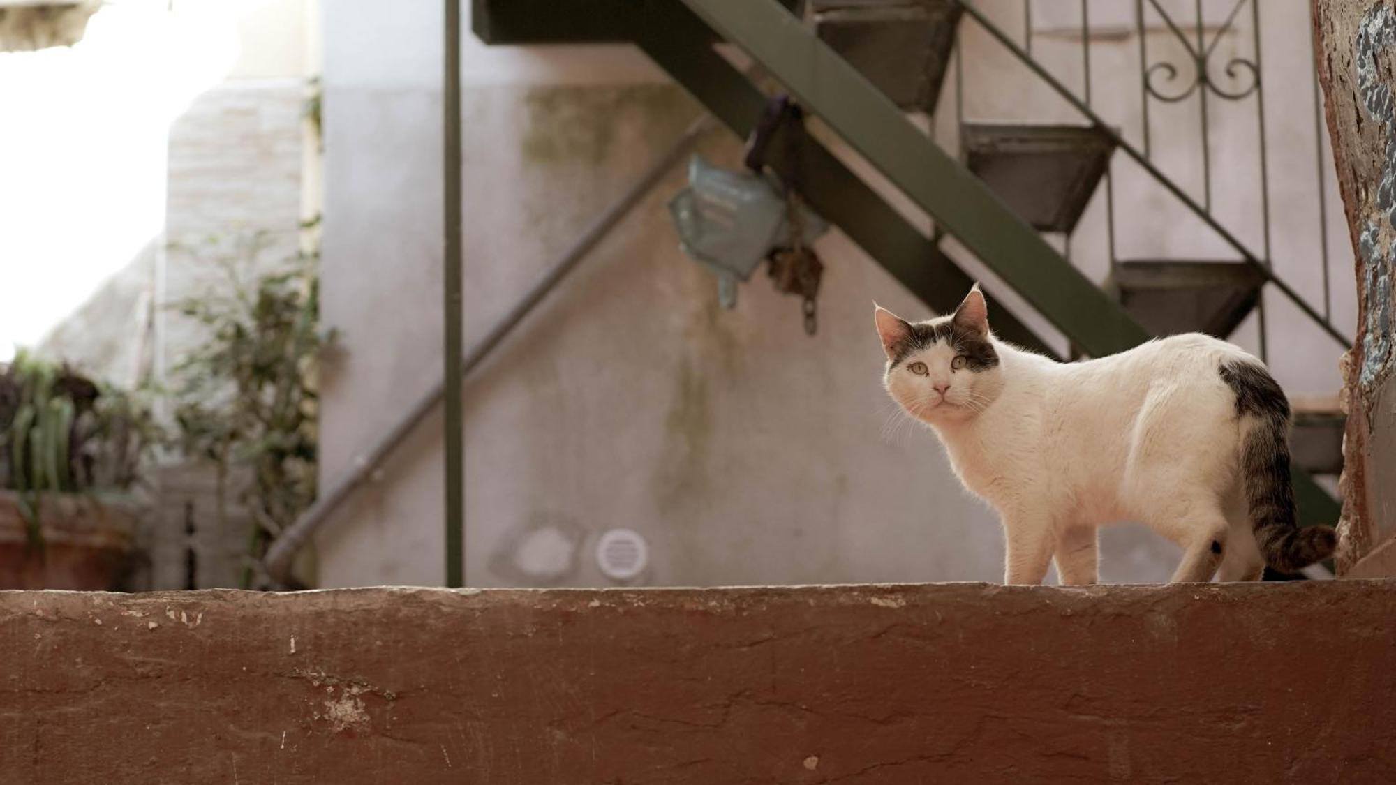 Casa Nel Borgo Dei Gatti Apartment Четара Екстериор снимка